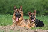 BERGER ALLEMAND 1423